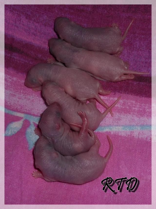Zig-zag x RTR Panda, de jolies crevettes P1010985-a2b9a2