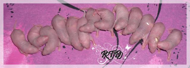 Zig-zag x RTR Panda, de jolies crevettes Le-groupe-a2b2d3