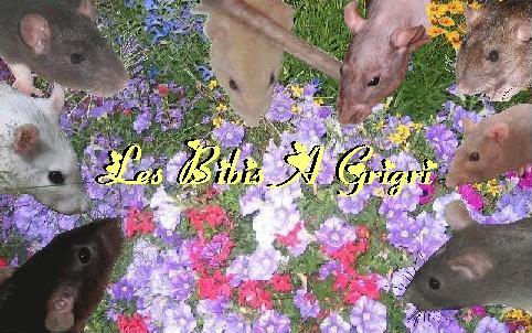 Forum Les bibis &agrave; grigri