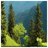 Flormed