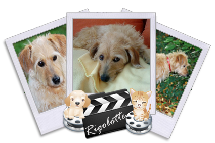 Rigolotte, croisée basset fauve de bretagne paris à adopter