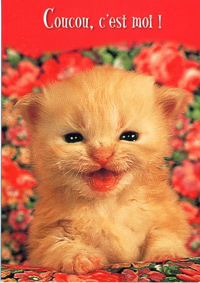 image-chaton-fanfan http://img41.xooimage.com/files/e/d/6/coucou-cest-3298743ed6-175d7f9.jpg